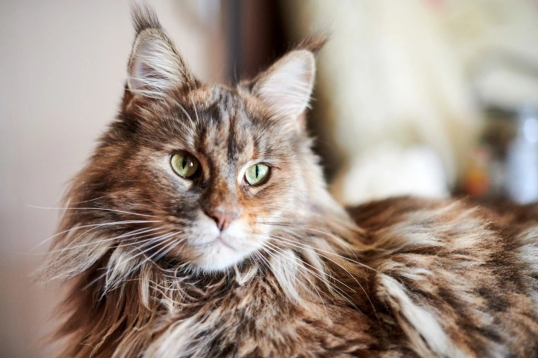 Care Tips for Young Male Cats When Neutering Is Delayed