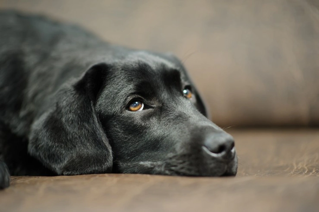 Meningitis in Dogs: Symptoms, Causes & Treatment Guide