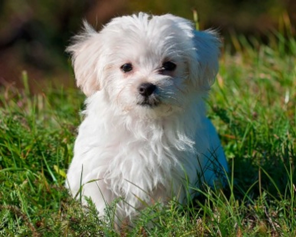 Allevamenti di cani in Italia: cose da sapere