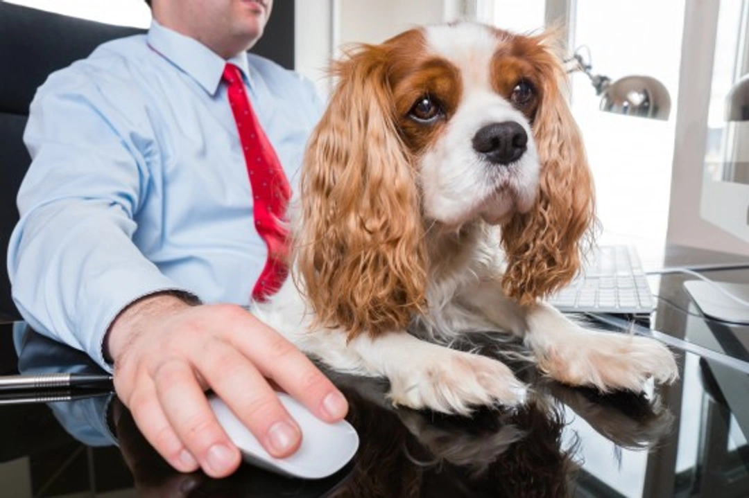 Pet Friendly Companies & Etiquette for Bringing Dogs to Work