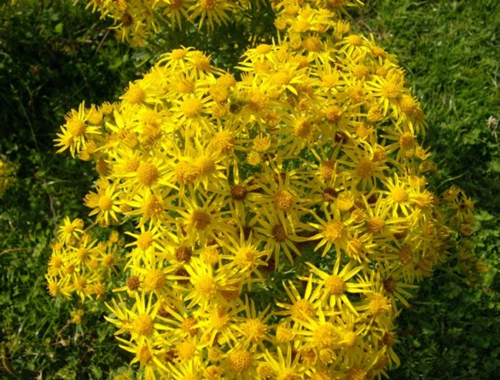 Ragwort: Essential Guide for Every Horse Owner