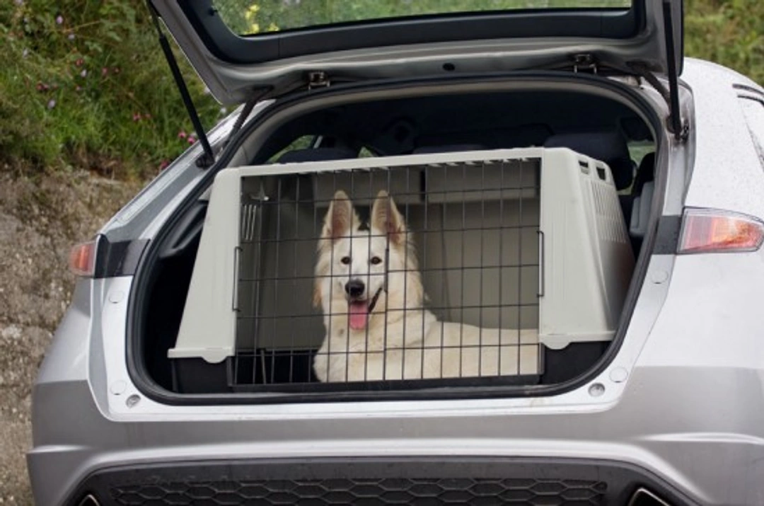 Dog Car Safety Tips: How to Keep Your Pet Secure