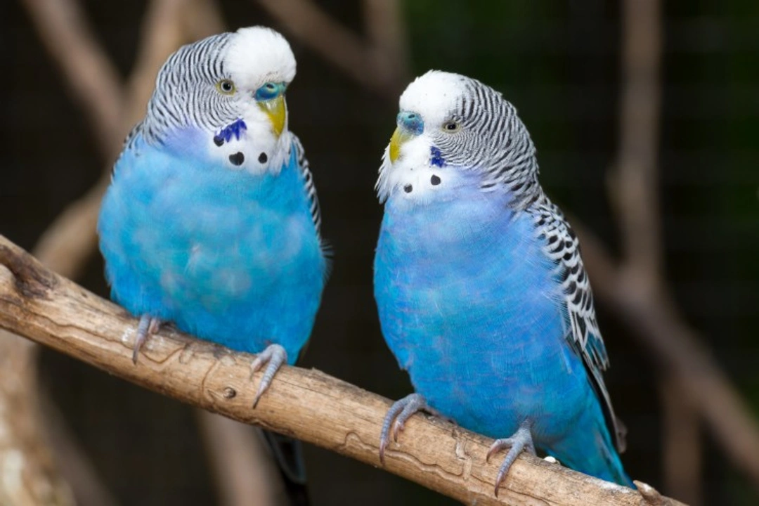 Budgie Buying and Care for Beginners