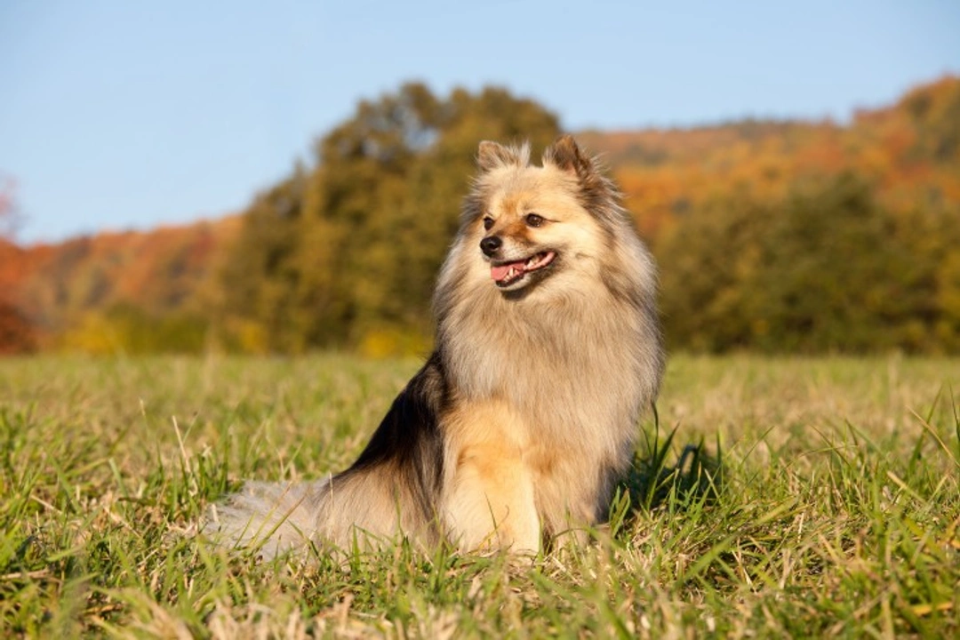 Wat is een Spitz Hond? Kenmerken en Populaire Rassen