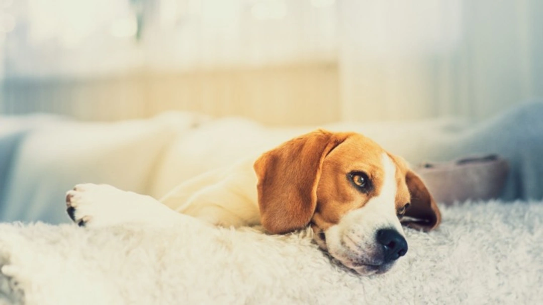 8 FAQs about Cancer in Dogs: Expert Answers 2025