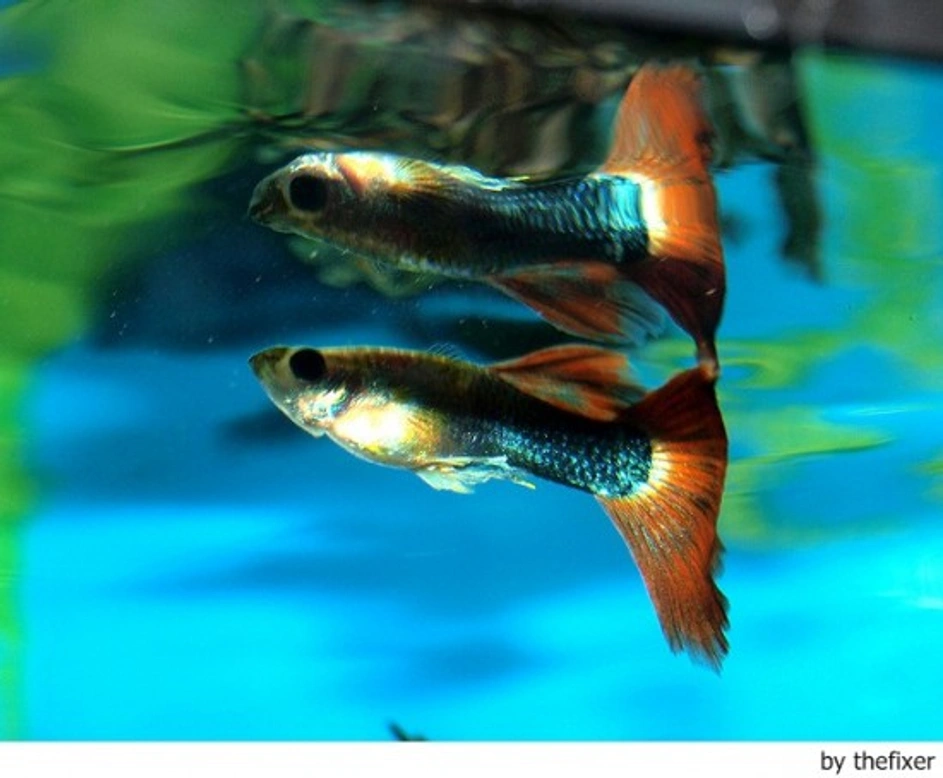 El acuario y sus accesorios (I)