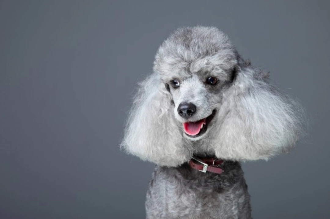 Standard Poodle Health and Longevity: Living a Long, Healthy Life