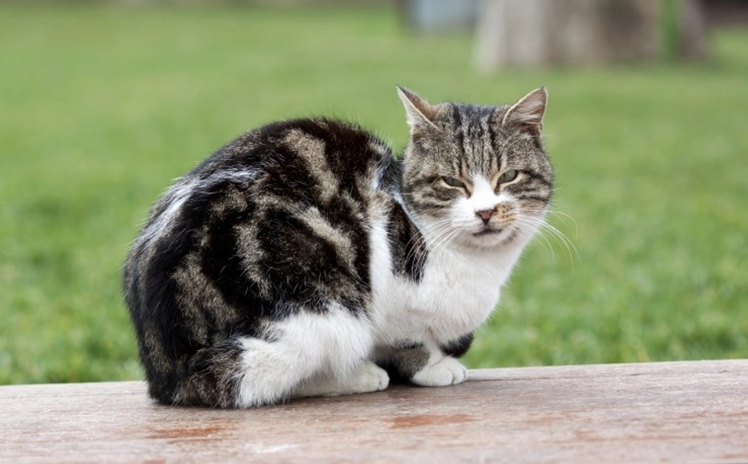 UK Laws on Keeping Feral Cats: Legal and Care Guide