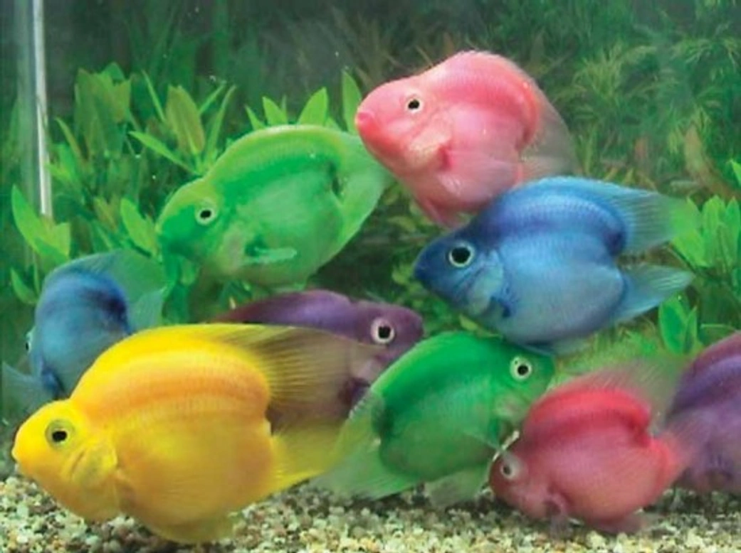 Dyed Fish: Why It's Harmful and How to Avoid Buying Them