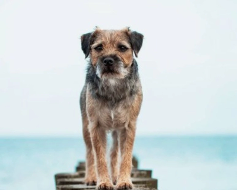 Cani e gatti, non vanno abbandonati ma amati fino alla fine