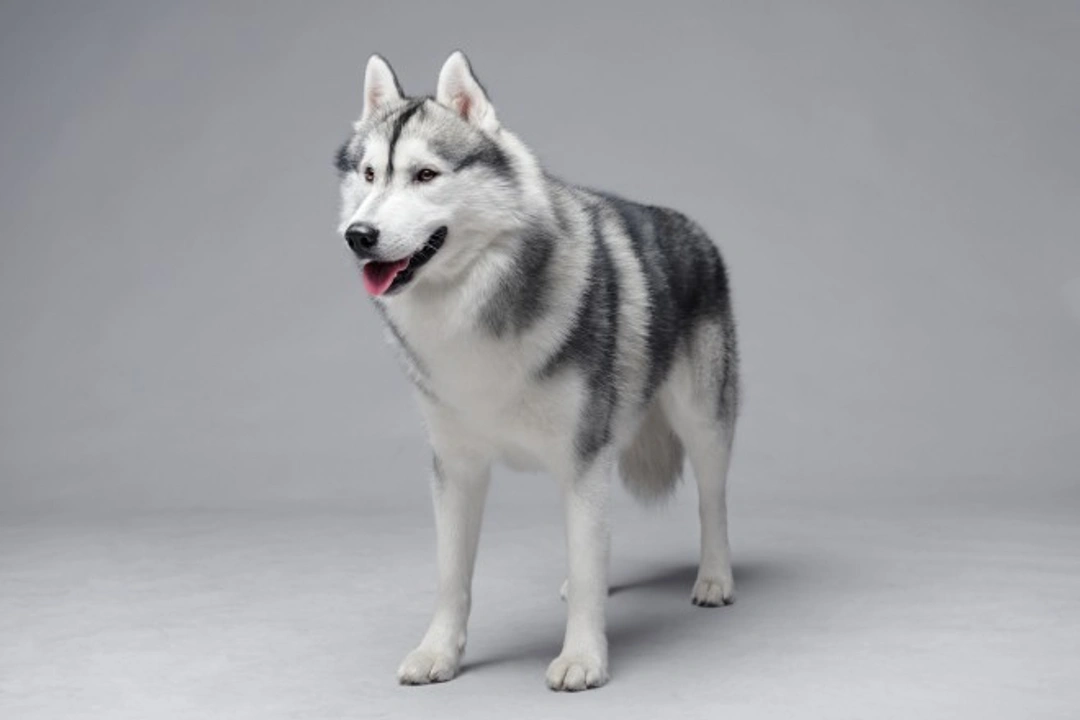 What factors contribute to hereditary health problems in dogs?