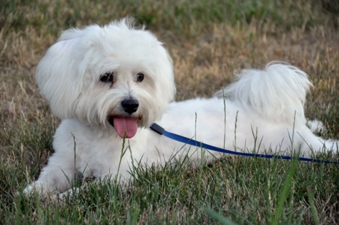 Maltese Dog Health: Hereditary Risks & Testing in USA