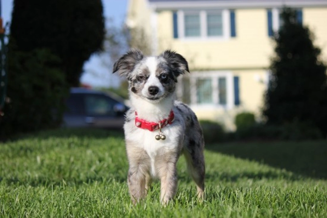 Why Dogs Suddenly Show Personality Changes: Causes & Care