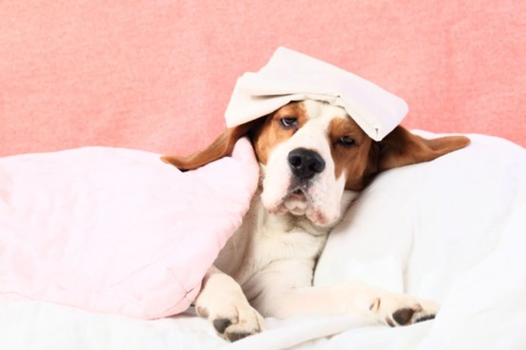 Common Dog Illnesses: How to Spot Them Early
