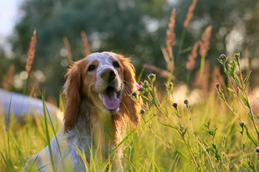 7 Dog Sweating Facts & Ethical Puppy Buying Guide UK 2025