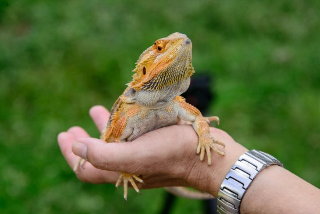 10 Reasons Reptiles Make Wonderful Pets