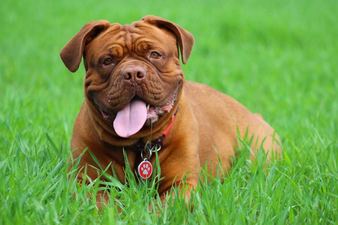Digital hyperkeratosis health testing for Dogue de Bordeaux