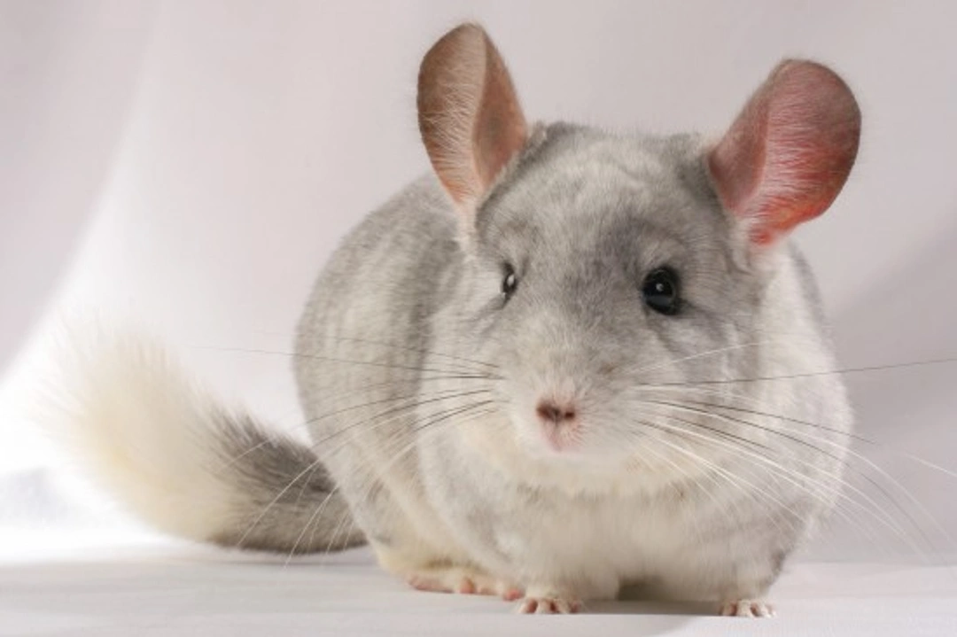 Fun & Fascinating Facts About Chinchillas - 25+ Insights