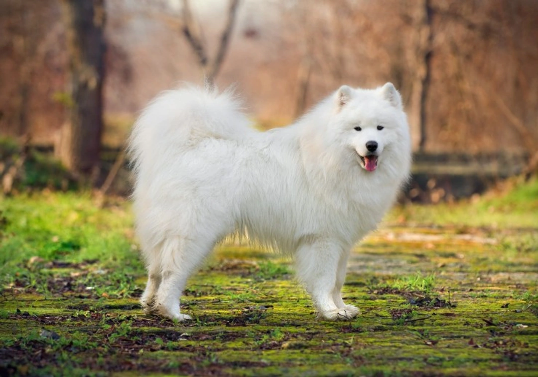 Secrets to Keeping Your Dog’s White Coat Gleaming