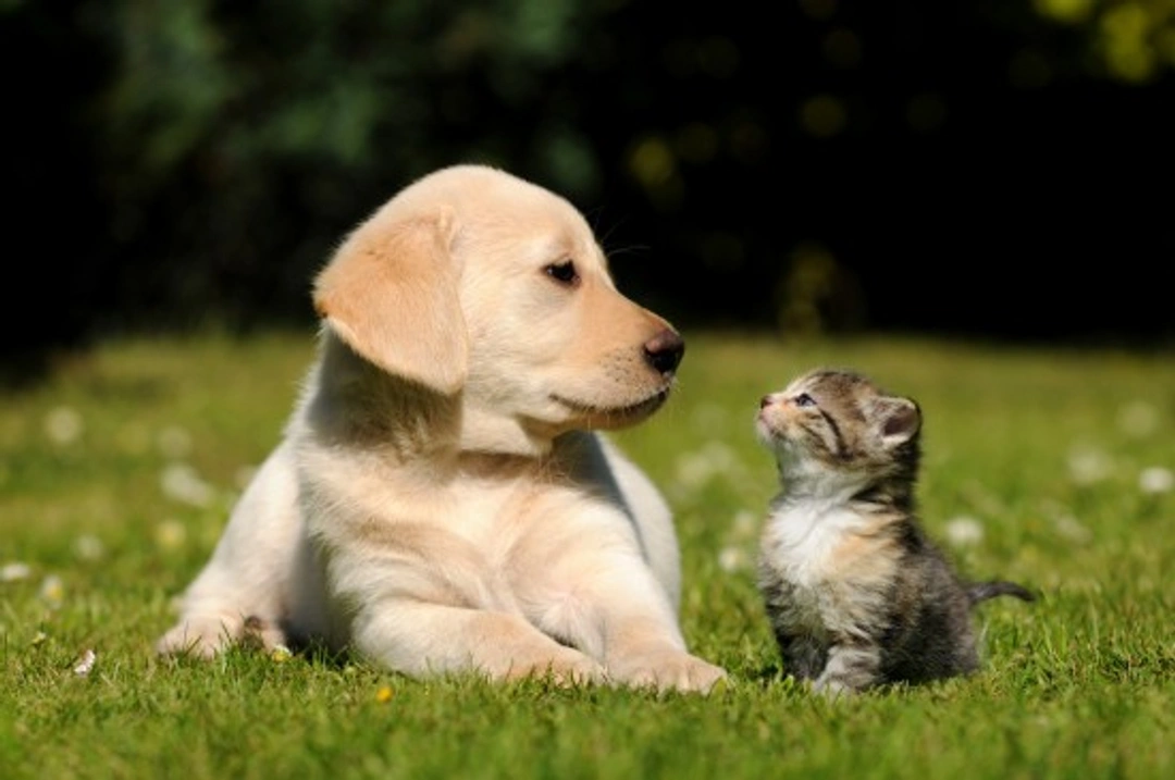 How to Stop Your Cat Bullying Your Dog: Effective Tips
