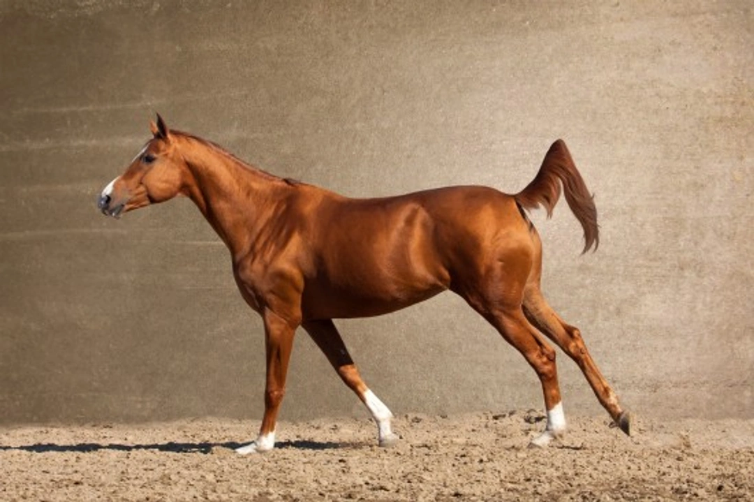 Keeping Your Horse Barefoot: Natural Hoof Care Guide