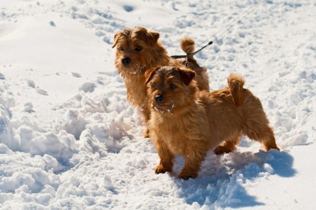 Norfolk terrier hereditary health and longevity guide