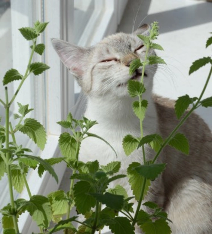 Growing Cat Friendly Plants: Safe Picks for Your Home
