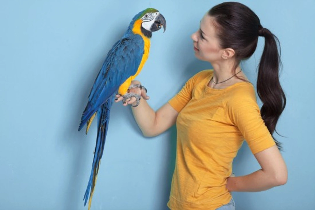 Understanding Your Bird - The Basics of Care and Behaviour