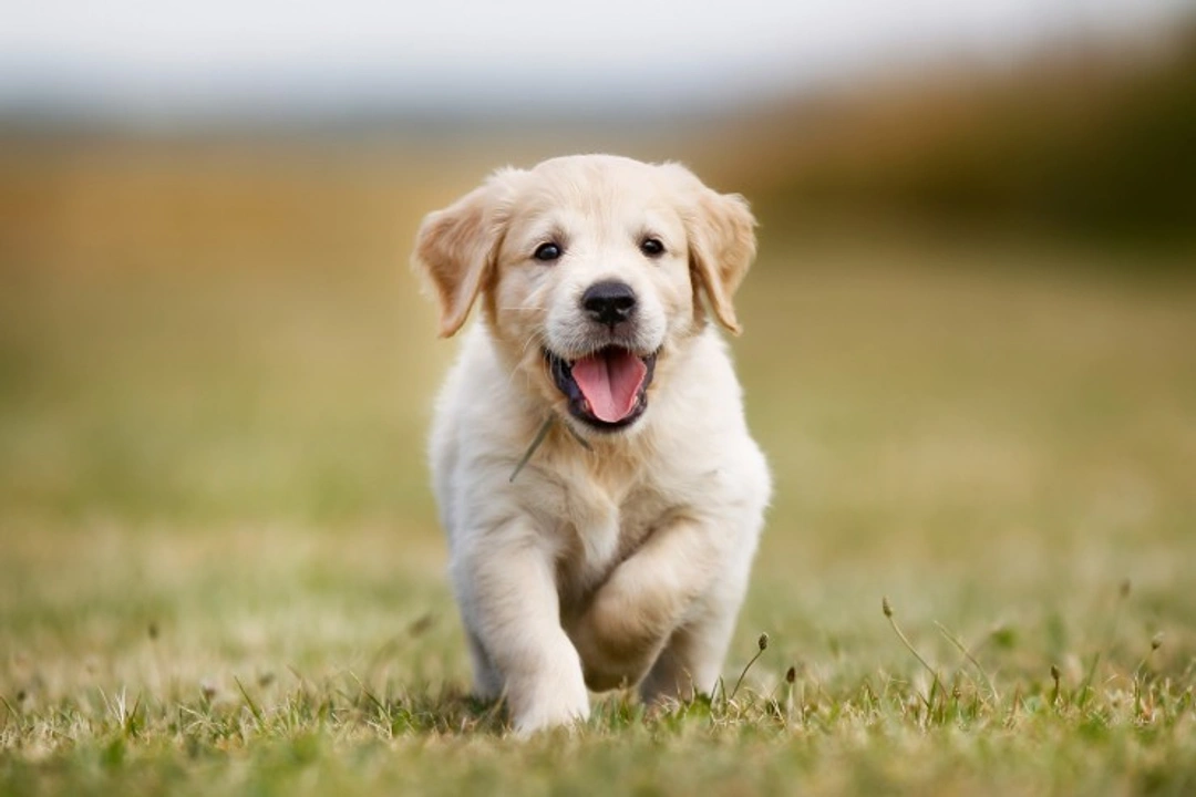 How to Teach Your Puppy Not to Bark: Step-by-Step Guide