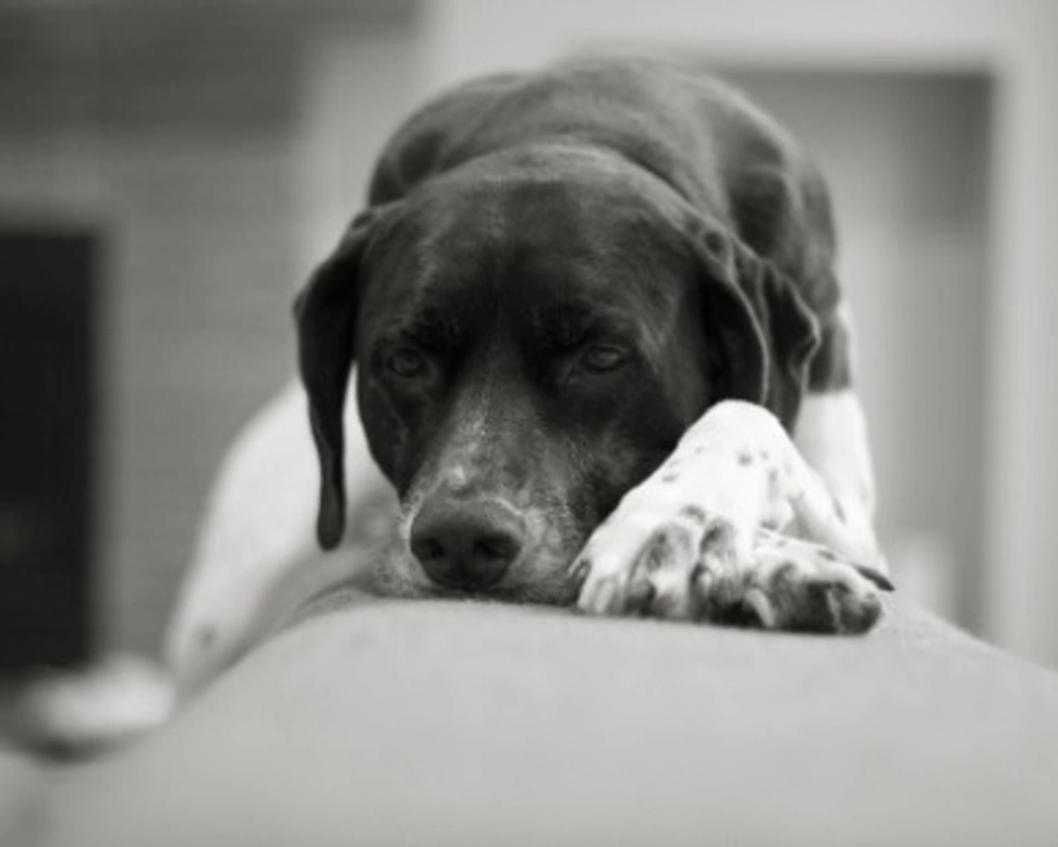 Associazioni animali: Adottalo per sempre onlus