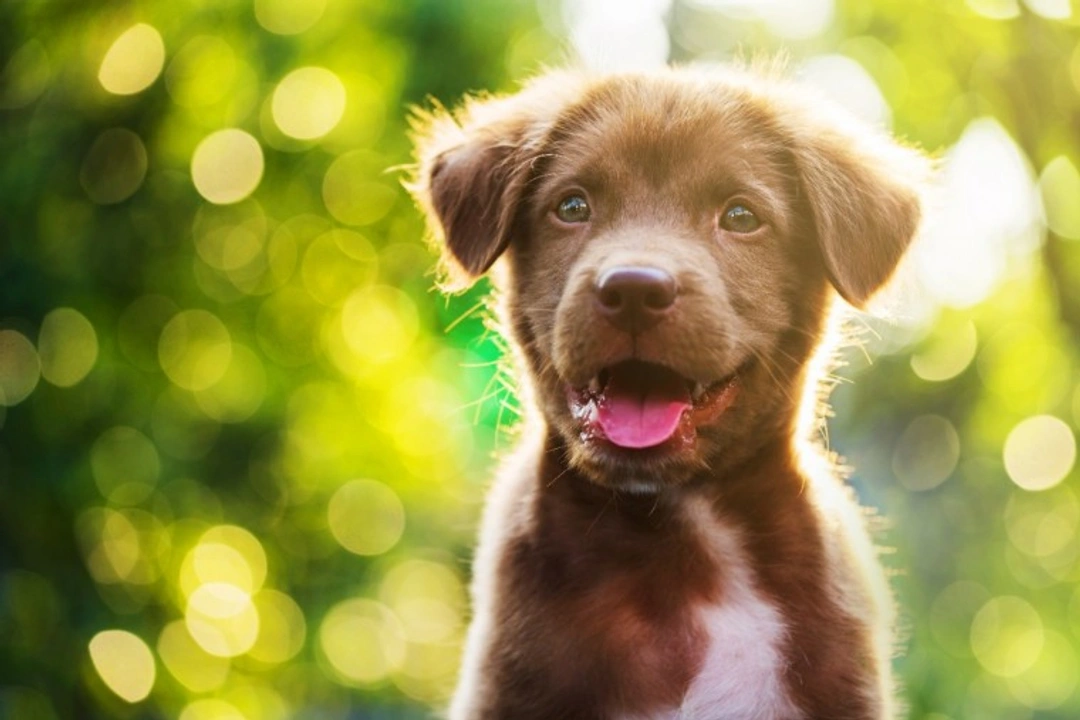 5 Puppy Training Myths You Must Stop Believing