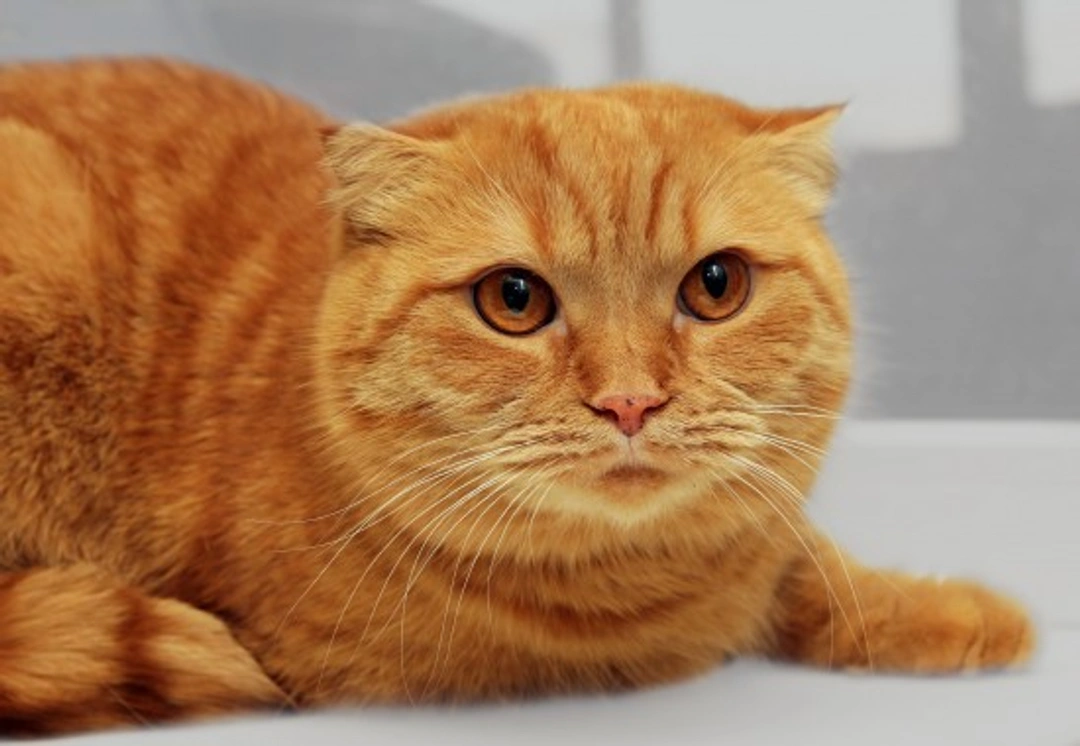 All About the Scottish Fold Cat: Traits, Care & Health