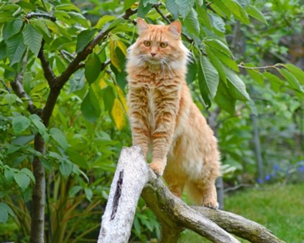 Maine Coon: carattere, comportamento e info prima dell'acquisto