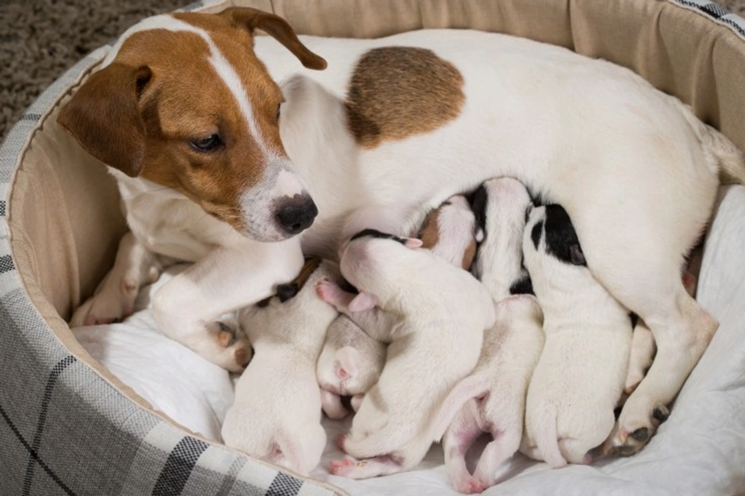 Why Does My Dog Carry Her Puppies in Her Mouth?