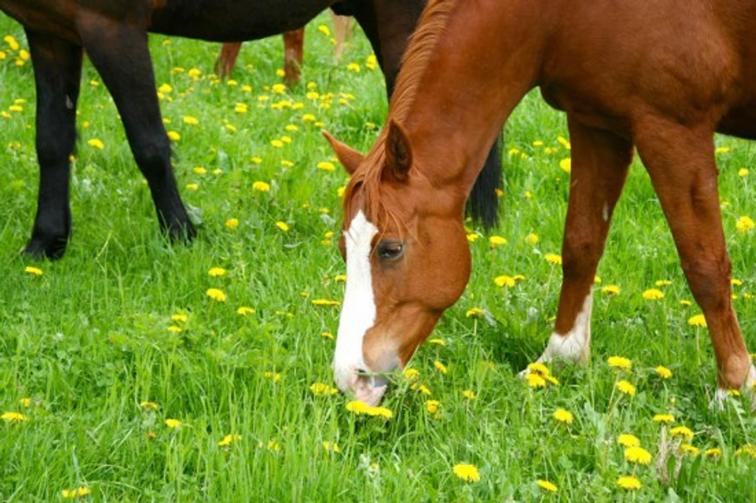 Should I Feed Herbal Supplements to My Horse? Benefits Explained