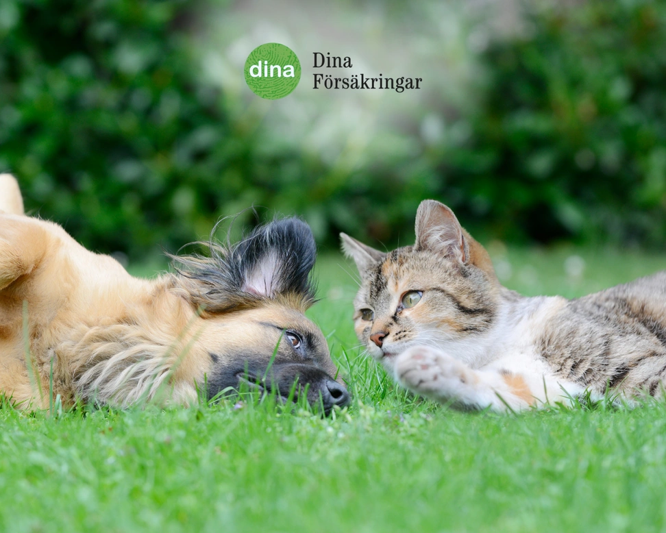 Så väljer du rätt försäkring för ditt djur