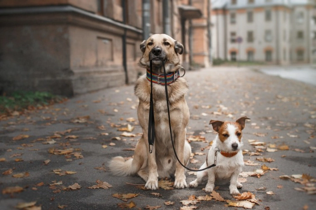 5 Things to Avoid to Keep Your Dog Walker Happy