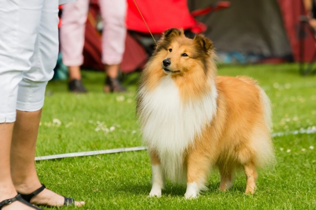Getting Your Dog Ready for a Dog Show: A Step-by-Step Guide