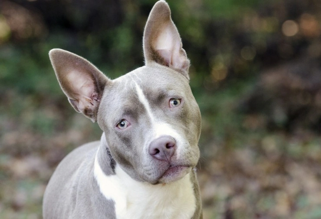 UK Government Inquiry Updates Dangerous Dogs Act in 2025