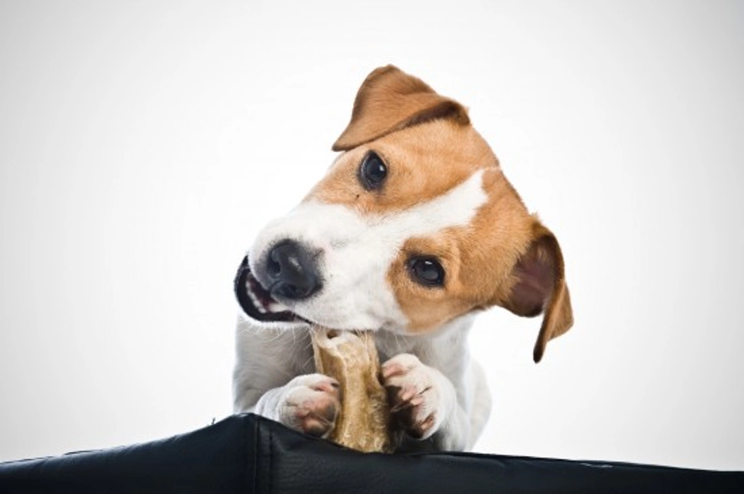 The dos and donts of giving treats to dogs