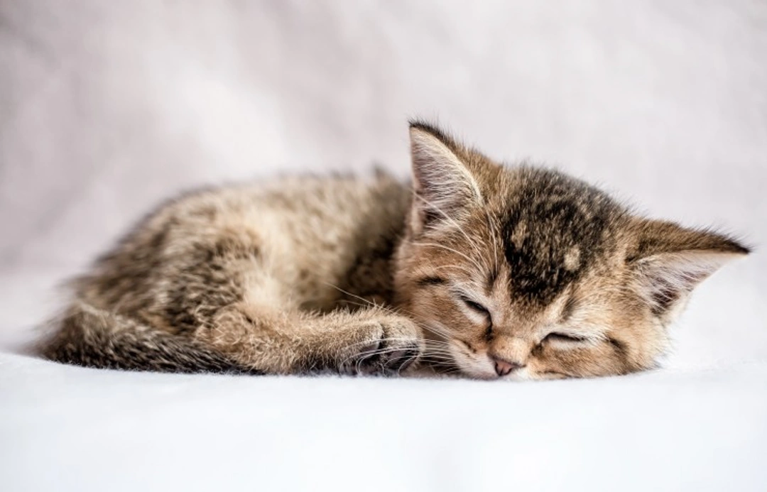 ¿Debo Tener un Gato? Consideraciones Clave para Nuevos Dueños