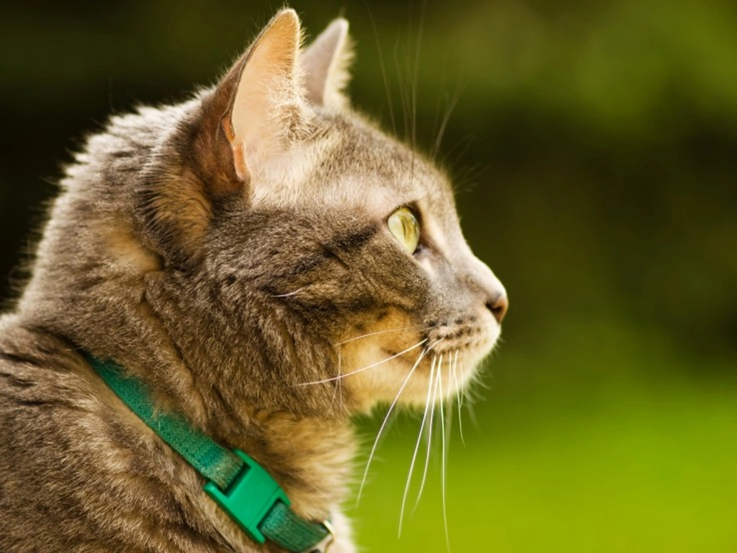 How to Keep Your Cat Safe When They're Outside