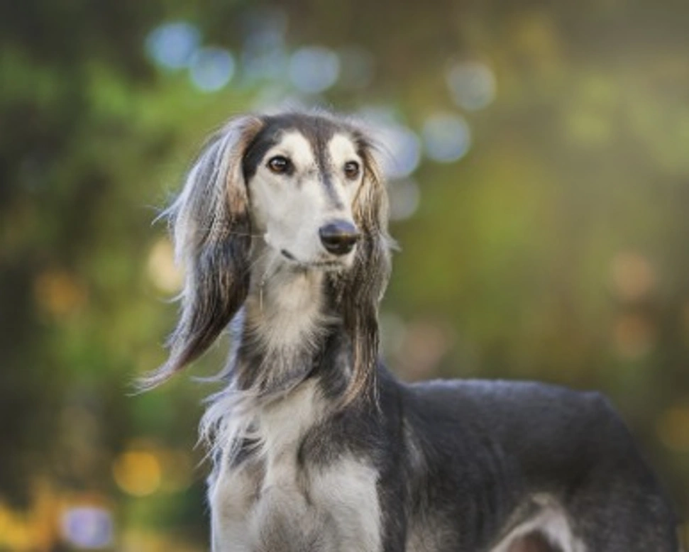 Allevare cani - Come aprire un allevamento di cani