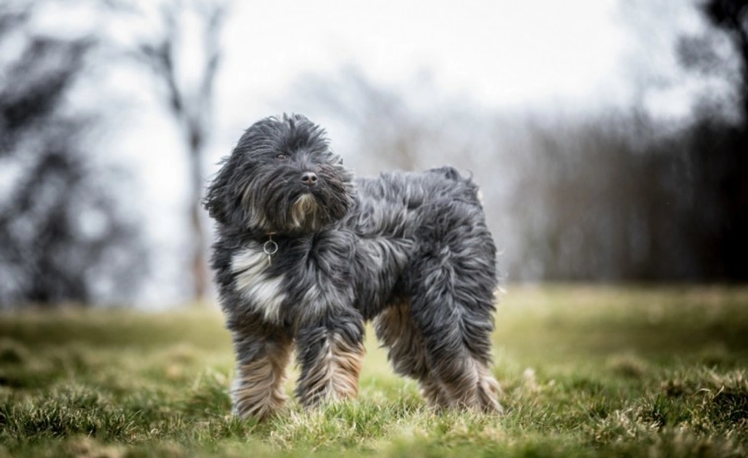 10 things to know about Tibetan terrier before buying