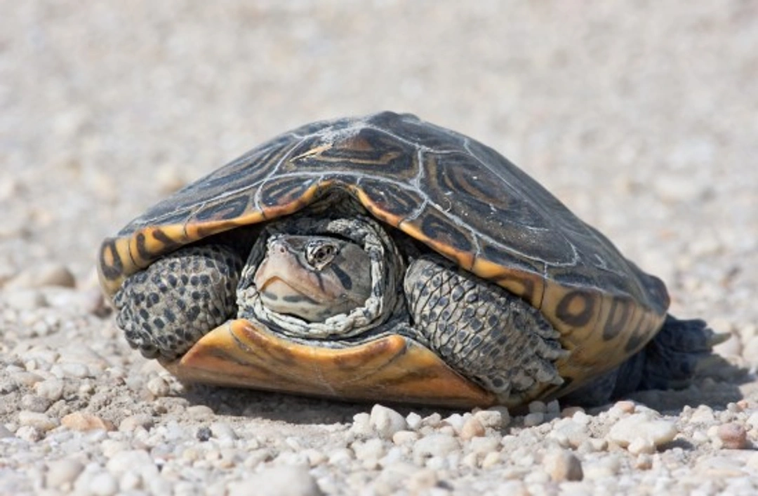 Diamondback Terrapins as Pets: Care and Setup Guide