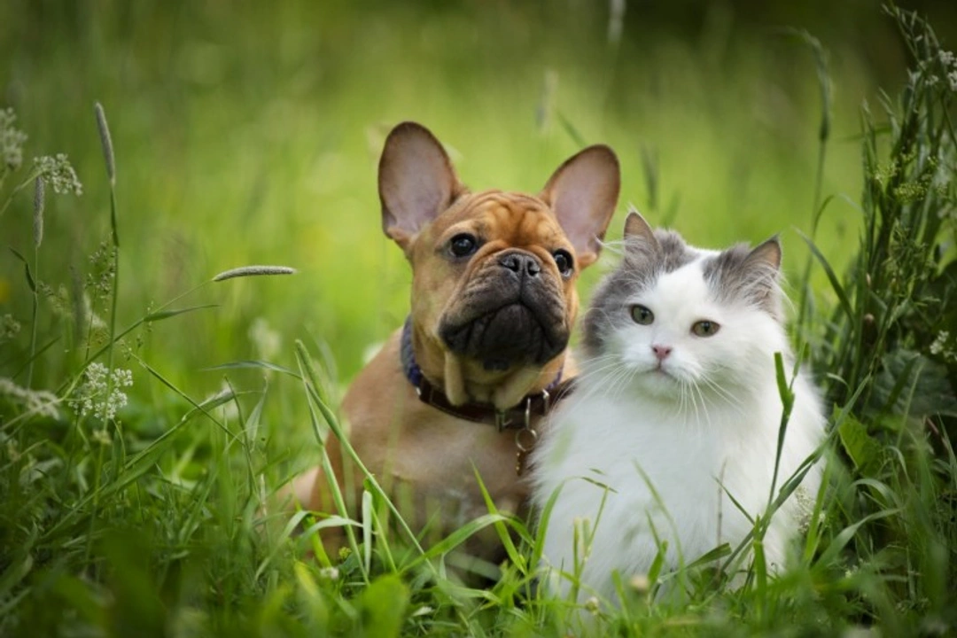 6 Key UK Pet Insurance Statistics for 2025