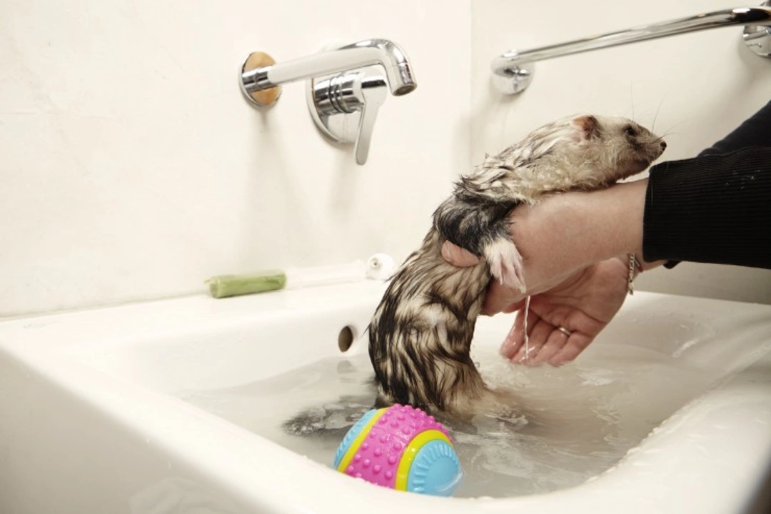 7 Top Tips to Keep Your Ferret's Home Smelling Fresh