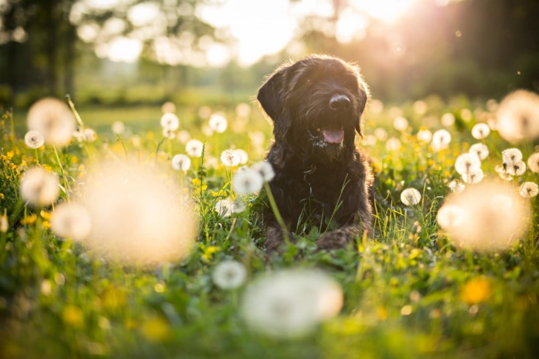 Five springtime dog care myths busted with truths