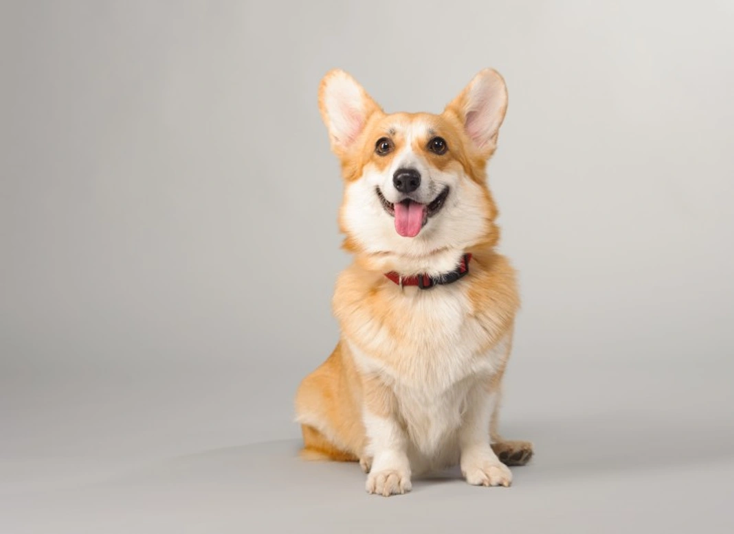 Pet Photography Tips: Capture Magical Moments with Your Pet