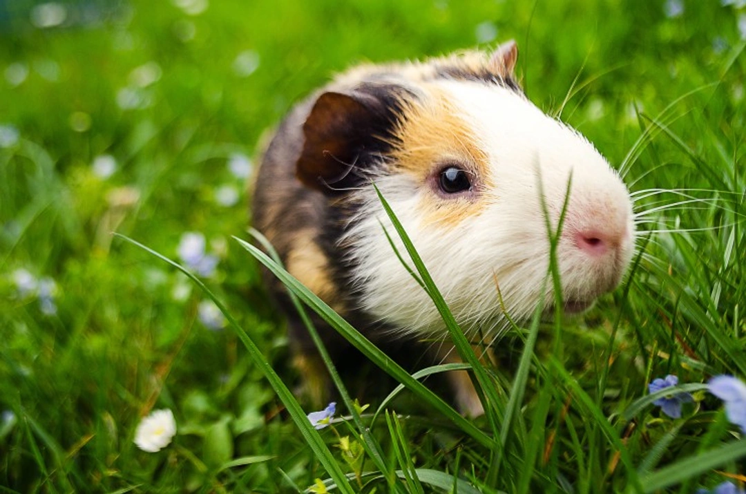 Interpreting Your Guinea Pig’s Noises: A 2025 Guide